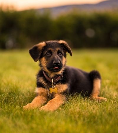 German-shepherd-puppies-hypoallergenic?