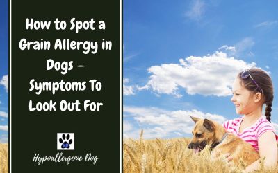 Grain Allergy in Dogs — All You Need To Know