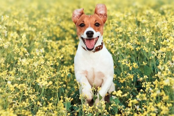 Dog allergies Articles.