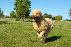 Hypoallergenic Hunting Dog labradoodle.