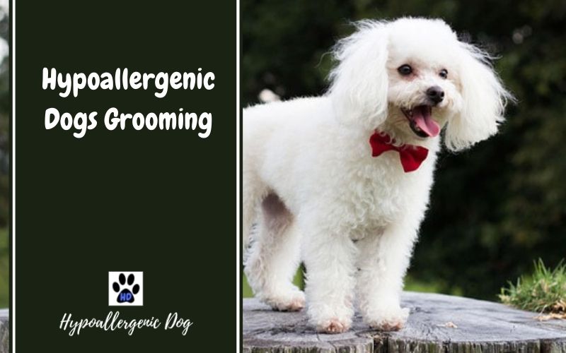 Hypoallergenic-dog-grooming.