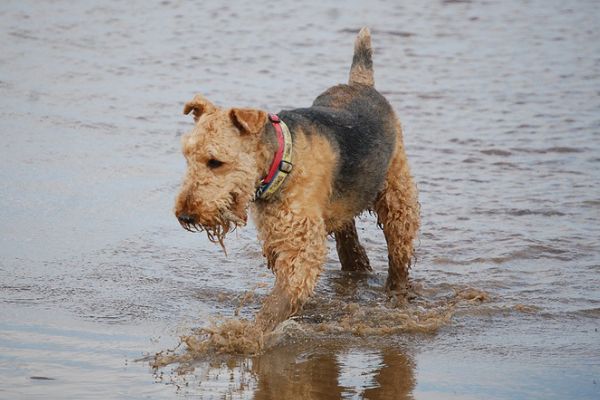Large-non-shedding-dog-Airedale-Terrier.