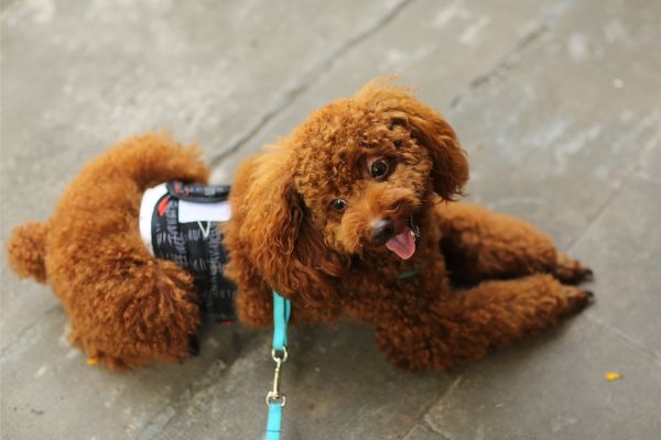 Mini Hypoallergenic Dog toy poodle.