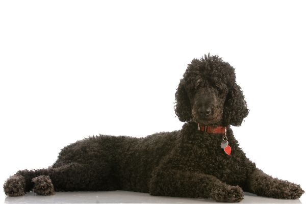hypoallergenic-guard-dog-standard-poodle.