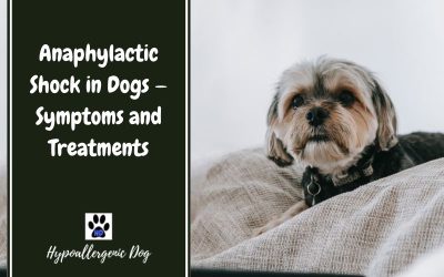 Anaphylactic Shock in Dogs