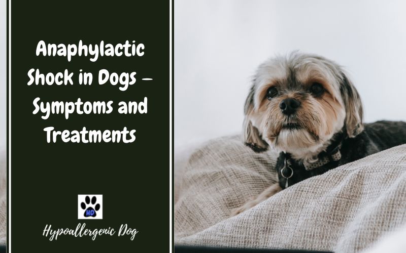 Anaphylactic Shock in Dogs.