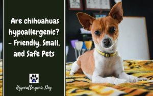 Are chihuahuas hypoallergenic.