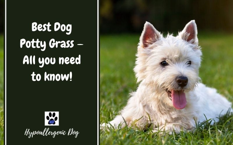 Best Dog Potty Grass.