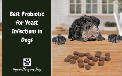 Best Probiotic for Yeast Infections in Dogs