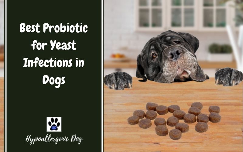 Best Probiotic for Yeast Infections in Dogs.