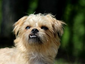 Are Brussels Griffon hypoallergenic.