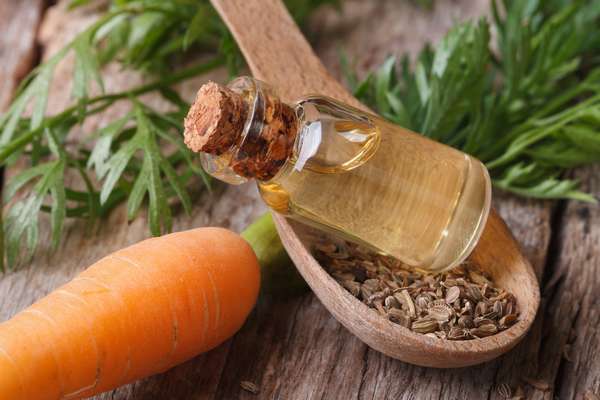 Carrot seed oil for dogs.