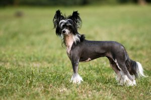 Chinese Crested hairless hypoallergenic dog.