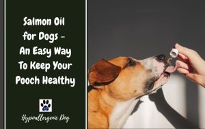 Salmon oil for dogs.