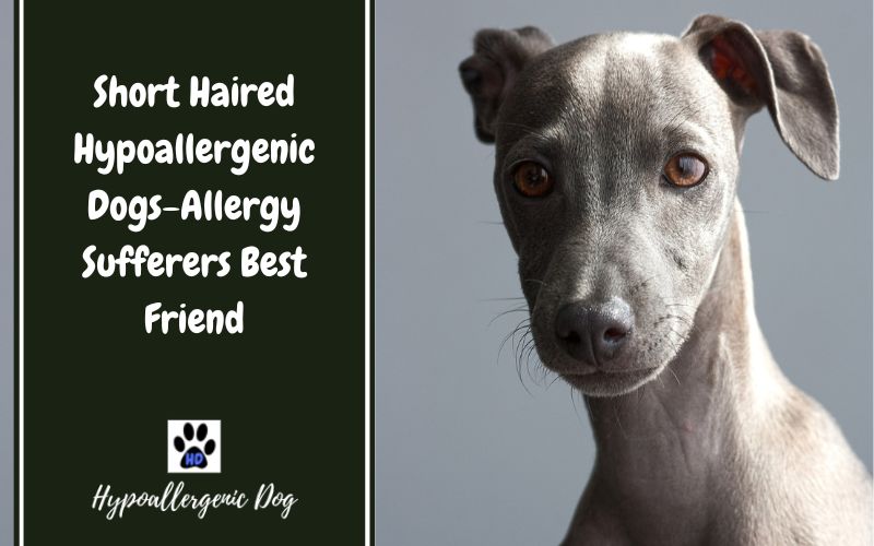 Short Haired Hypoallergenic Dogs - Allergy Sufferers Best Friend
