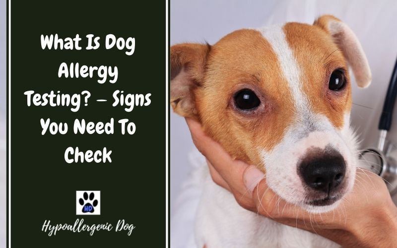 What Is Dog Allergy Testing.