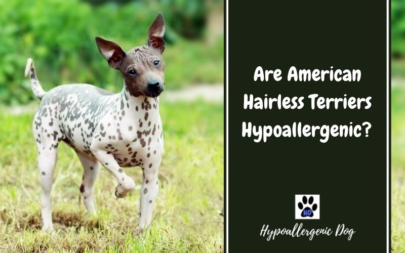 are american hairless terriers hypoallergenic