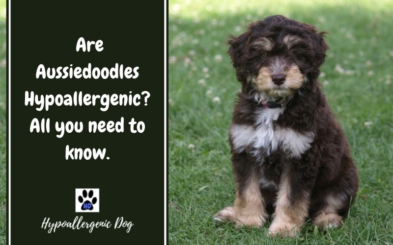 Are Aussiedoodles Hypoallergenic Dogs?