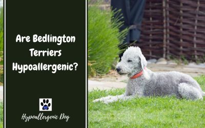 Are Bedlington Terriers Hypoallergenic Dogs?