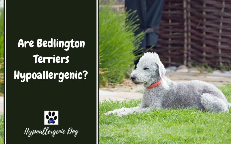 are bedlington terriers hypoallergenic.