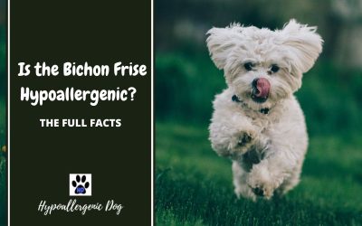 Are Bichon Frise Hypoallergenic Dogs?