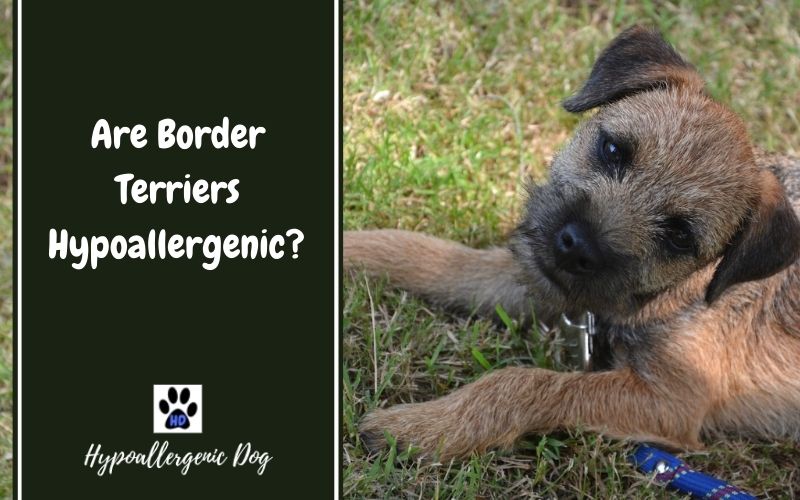 Are Border Terriers Hypoallergenic Dogs?