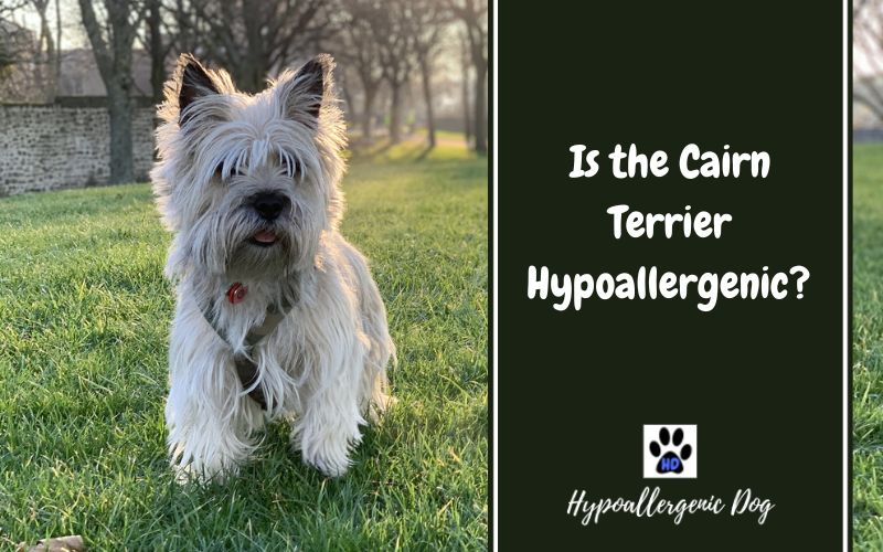 are cairn terriers hypoallergenic.