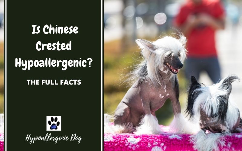 are chinese cresteds hypoallergenic.