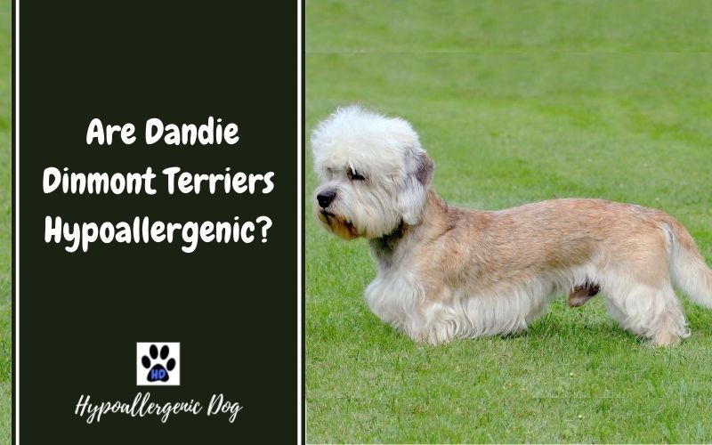 are dandie dinmont terriers hypoallergenic.