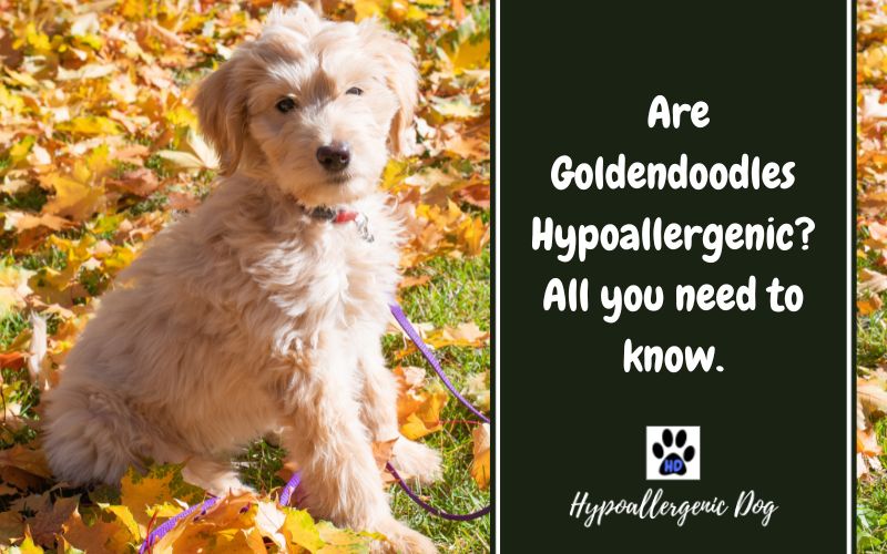 Are Goldendoodles Hypoallergenic Dogs?