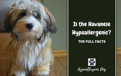 Are Havanese Hypoallergenic Dogs?