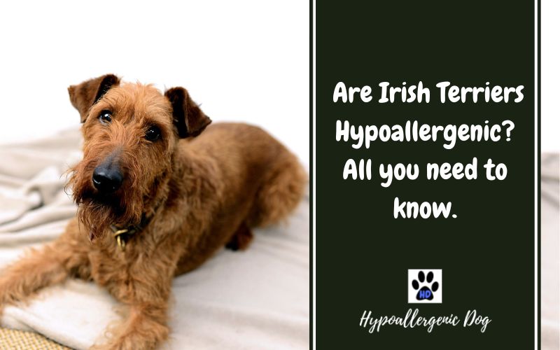 Are Irish Terriers Hypoallergenic Dogs?