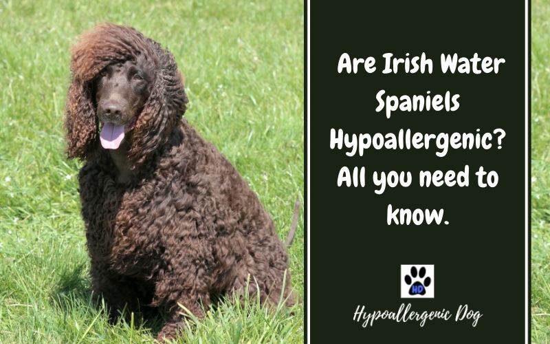 are irish water spaniels hypoallergenic.