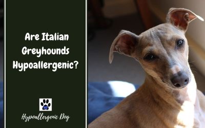 Are Italian Greyhounds Hypoallergenic Dogs?
