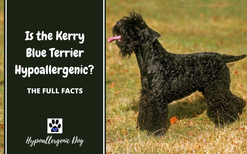are kerry blue terriers hypoallergenic.