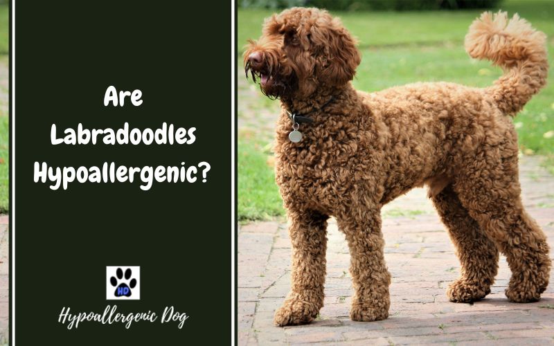 Are Labradoodles Hypoallergenic Dogs?