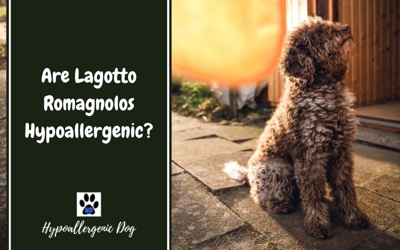 are lagotto romagnolos hypoallergenic.