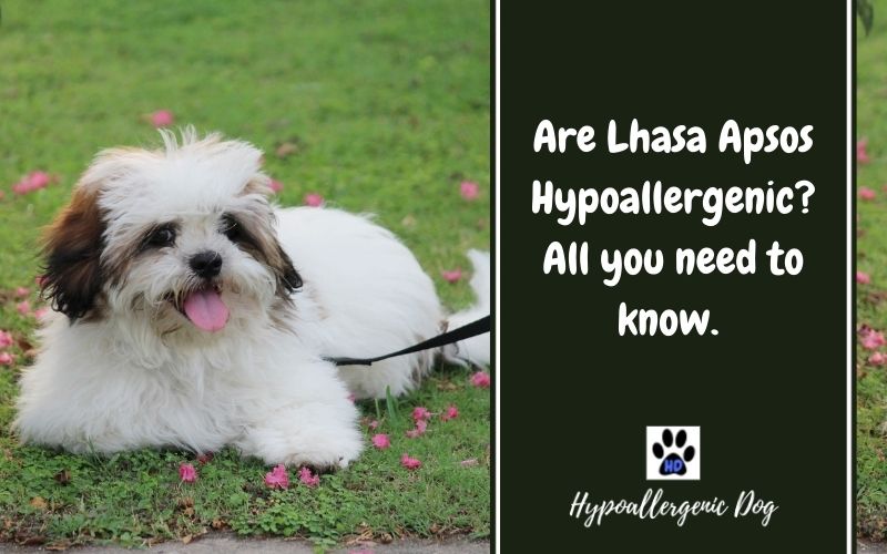 are lhasa apsos hypoallergenic.