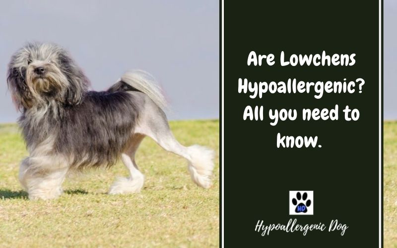 are lowchens hypoallergenic.