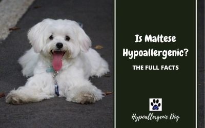 Are Maltese Hypoallergenic Dogs?