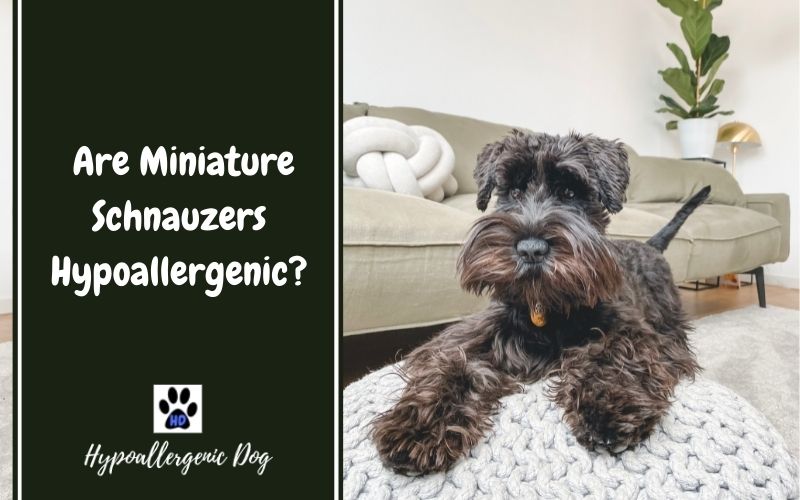 Are Schnauzers Hypoallergenic Dogs?