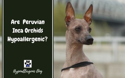Is the Peruvian Inca Orchid Hypoallergenic?