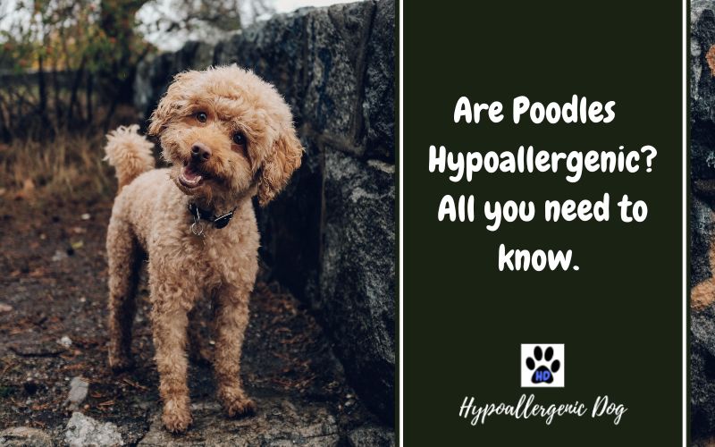 are poodles hypoallergenic.