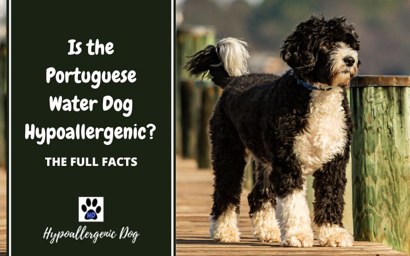 are portuguese water dogs hypoallergenic.