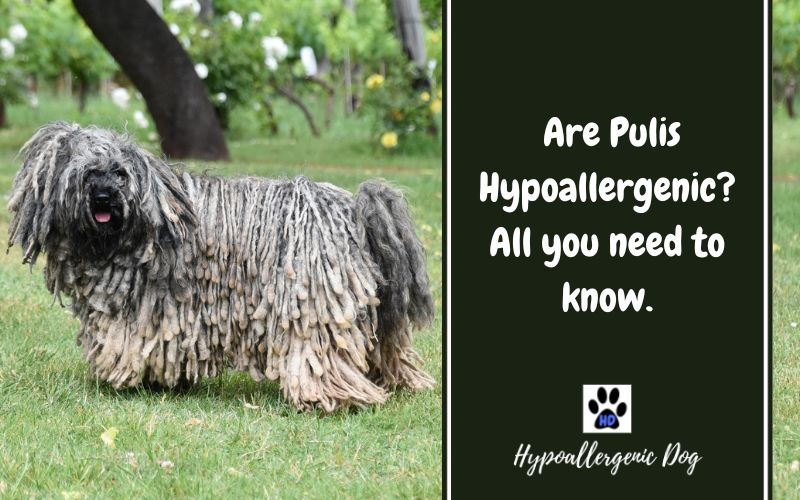 Are Pulis Hypoallergenic Dogs?