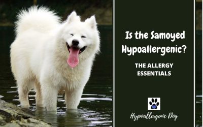 Are Samoyed Hypoallergenic Dogs?