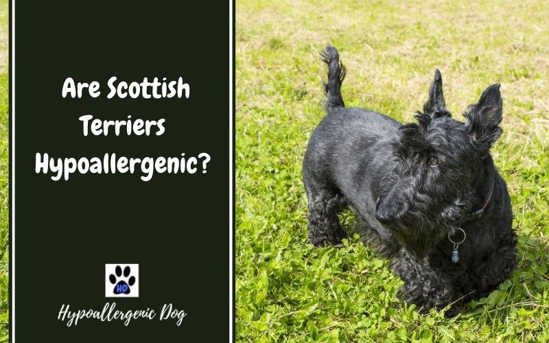Are Scottish Terriers Hypoallergenic Dogs?