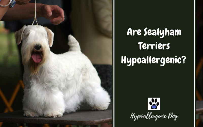 are sealyham terriers hypoallergenic.
