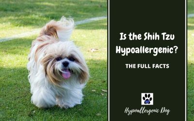Are Shih Tzu Hypoallergenic Dogs?