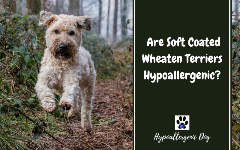 Are Soft Coated Wheaten Terriers Hypoallergenic?